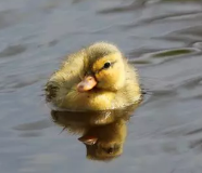 Bébé léger